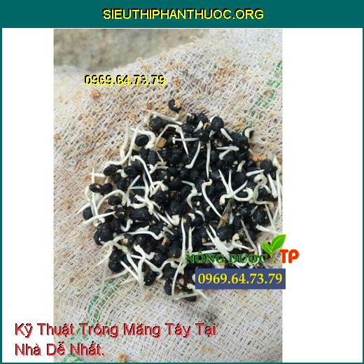 Kỹ Thuật Trồng Măng Tây Tại Nhà Dễ Nhất.