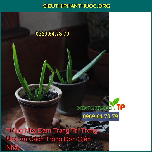 Trồng Nha Đam Trang Trí Trong Nhà Và Cách Trồng Đơn Giản Nhất.