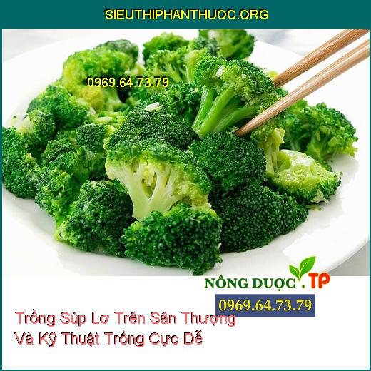 Trồng Súp Lơ Trên Sân Thượng Và Kỹ Thuật Trồng Cực Dễ