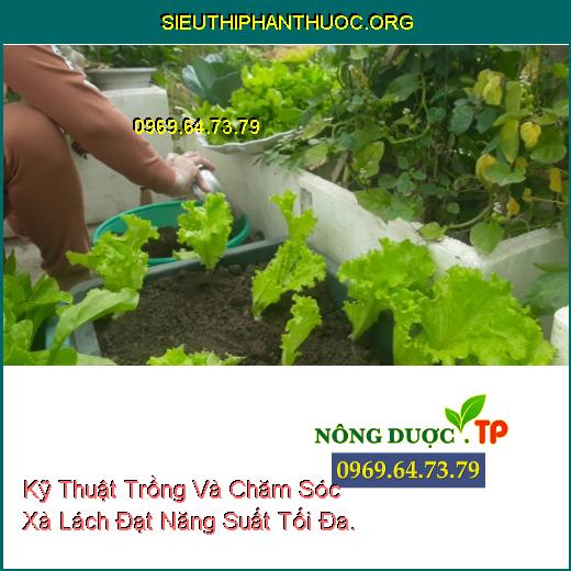 Kỹ Thuật Trồng Và Chăm Sóc Xà Lách Đạt Năng Suất Tối Đa.