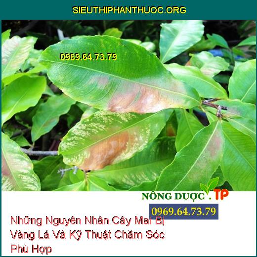 Nhưng Nguyên Nhân Cây Mai Bị Vàng Lá Và Kỹ Thuật Chăm Sóc Phù Hợp