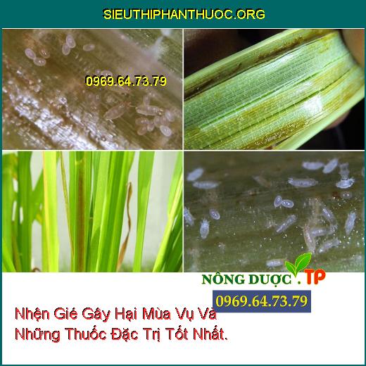 Nhện Gié Gây Hại Mùa Vụ Và Những Thuốc Đặc Trị Tốt Nhất.