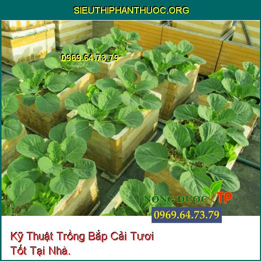 Kỹ Thuật Trồng Bắp Cải Tươi Tốt Tại Nhà.