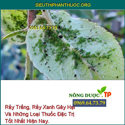 Rầy Trắng, Rầy Xanh Gây Hại Và Những Loại Thuốc Đặc Trị Tốt Nhất Hiện Nay.