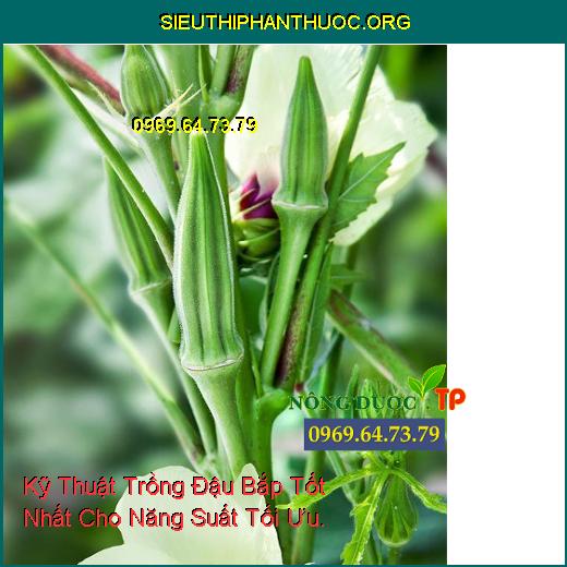 Kỹ Thuật Trồng Đậu Bắp Tốt Nhất Cho Năng Suất Tối Ưu.