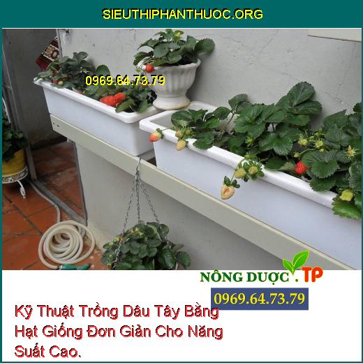 Kỹ Thuật Trồng Dâu Tây Bằng Hạt Giống Đơn Giản Cho Năng Suất Cao.