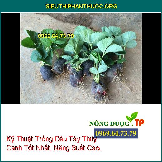 Kỹ Thuật Trồng Dâu Tây Thủy Canh Tốt Nhất, Năng Suất Cao.