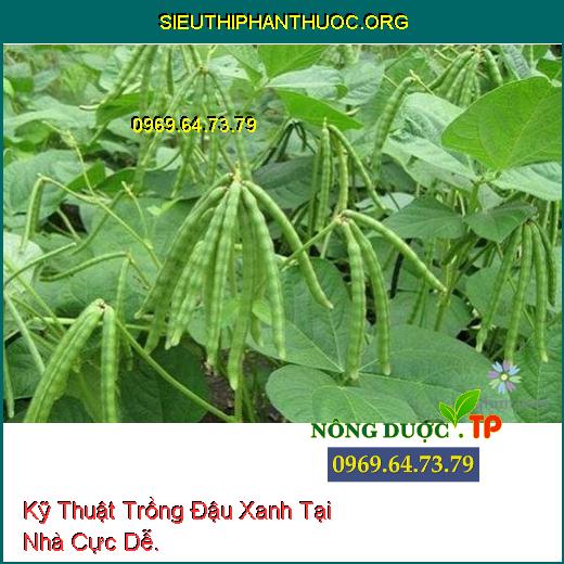 Kỹ Thuật Trồng Đậu Xanh Tại Nhà Cực Dễ.