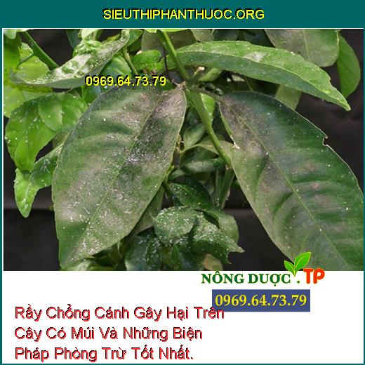 Rầy Chổng Cánh Gây Hại Trên Cây Có Múi Và Những Biện Pháp Phòng Trừ Tốt Nhất.