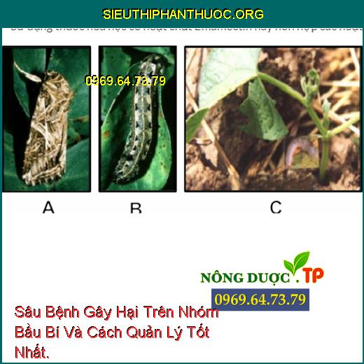 Sâu Bệnh Gây Hại Trên Nhóm Bầu Bí Và Cách Quản Lý Tốt Nhất.