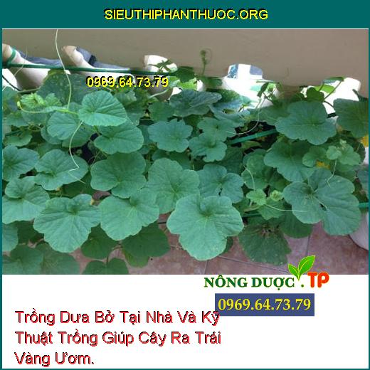 Trồng Dưa Bở Tại Nhà Và Kỹ Thuật Trồng Giúp Cây Ra Trái Vàng Ươm.