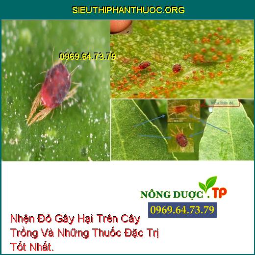 Nhện Đỏ Gây Hại Trên Cây Trồng Và Những Thuốc Đặc Trị Tốt Nhất.