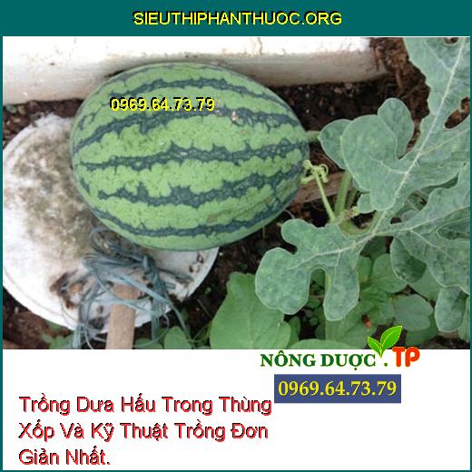 Trồng Dưa Hấu Trong Thùng Xốp Và Kỹ Thuật Trồng Đơn Giản Nhất.