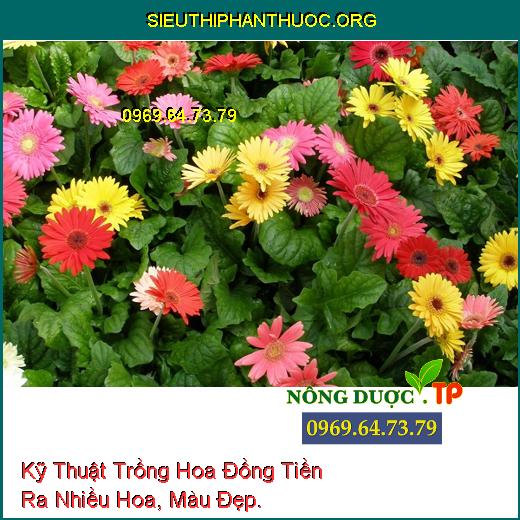 Kỹ Thuật Trồng Hoa Đồng Tiền Ra Nhiều Hoa, Màu Đẹp.