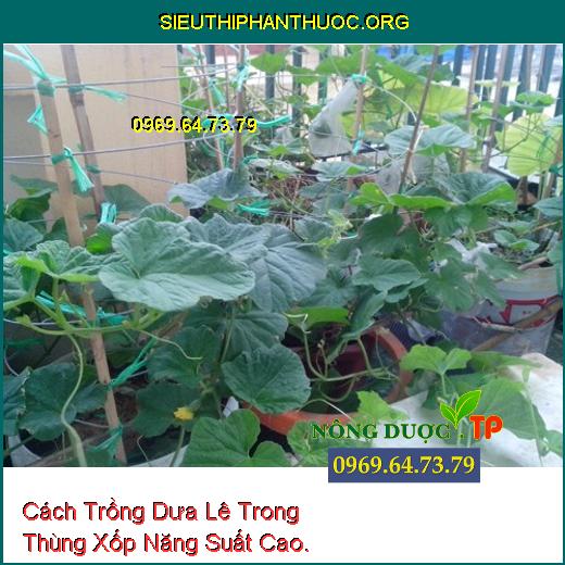 Kỹ thuật trồng dưa lê trong thùng xốp