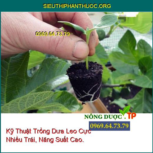 Kỹ Thuật Trồng Dưa Leo Cực Nhiều Trái, Năng Suất Cao.