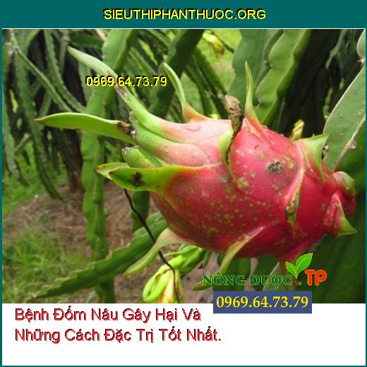 Bệnh Đốm Nâu Gây Hại Và Những Cách Đặc Trị Tốt Nhất.