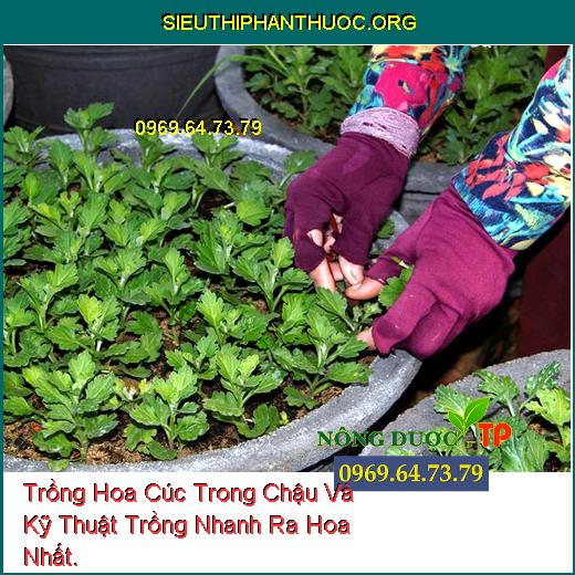 Trồng Hoa Cúc Trong Chậu Và Kỹ Thuật Trồng Nhanh Ra Hoa Nhất.