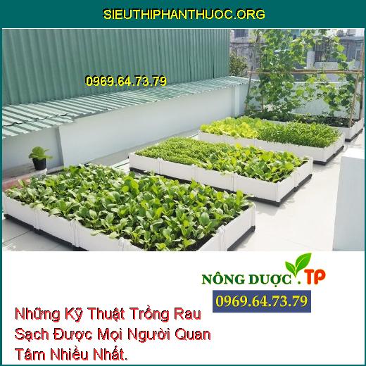 Những Kỹ Thuật Trồng Rau Sạch Được Mọi Người Quan Tâm Nhiều Nhất.