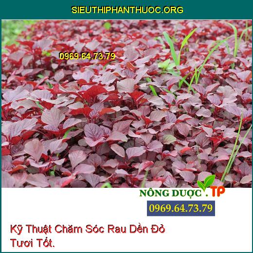 Kỹ Thuật Chăm Sóc Rau Dền Đỏ Tươi Tốt.