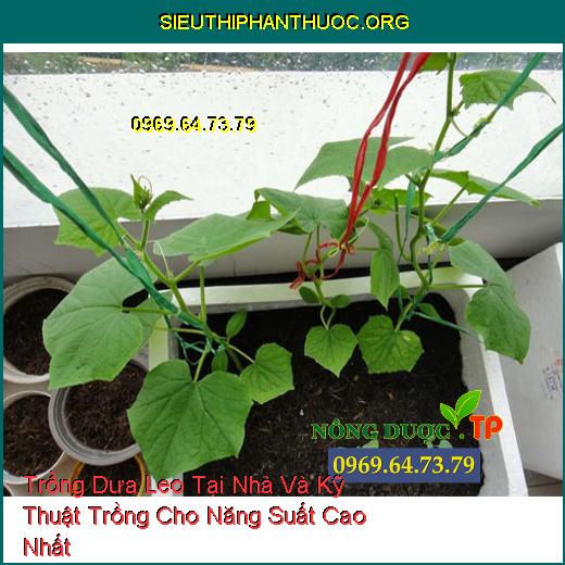 Trồng Dưa Leo Tại Nhà Và Kỹ Thuật Trồng Cho Năng Suất Cao Nhất