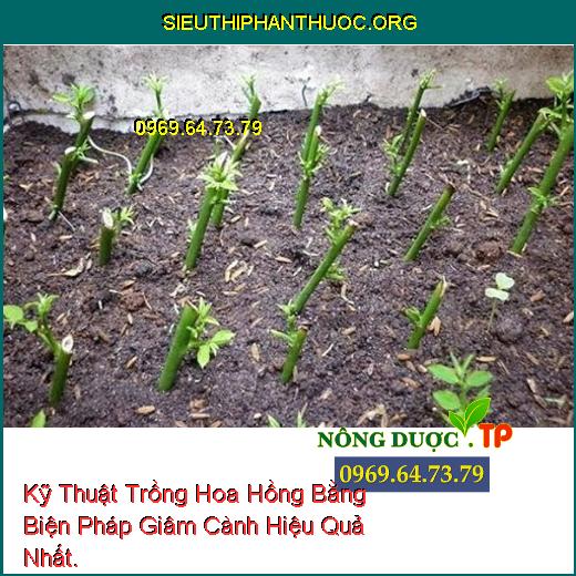 Kỹ Thuật Trồng Hoa Hồng Bằng Biện Pháp Giâm Cành Hiệu Quả Nhất.