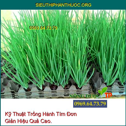 Kỹ Thuật Trồng Hành Tím Đơn Giản Hiệu Quả Cao.