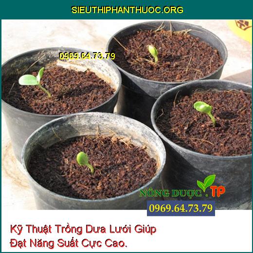 Kỹ Thuật Trồng Dưa Lưới Giúp Đạt Năng Suất Cực Cao.