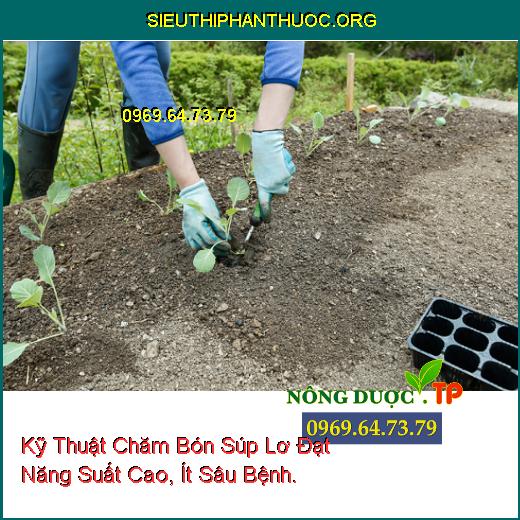 Kỹ Thuật Chăm Bón Súp Lơ Đạt Năng Suất Cao, Ít Sâu Bệnh.