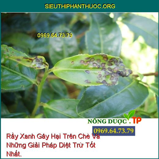 Rầy Xanh Gây Hại Trên Chè Và Những Giải Pháp Diệt Trừ Tốt Nhất.