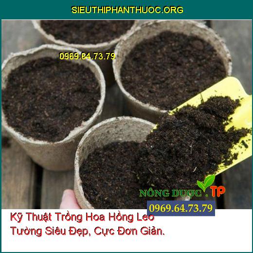 Kỹ Thuật Trồng Hoa Hồng Leo Tường Siêu Đẹp, Cực Đơn Giản.