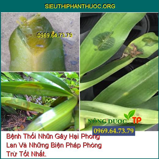 Bệnh Thối Nhũn Gây Hại Phong Lan Và Những Biện Pháp Phòng Trừ Tốt Nhất.