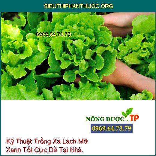 Kỹ Thuật Trồng Xà Lách Mỡ Xanh Tốt Cực Dễ Tại Nhà.