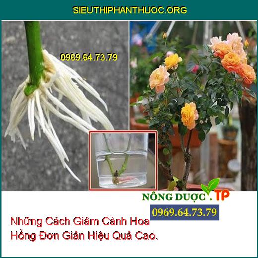 Những Cách Giâm Cành Hoa Hồng Đơn Giản Hiệu Quả Cao.