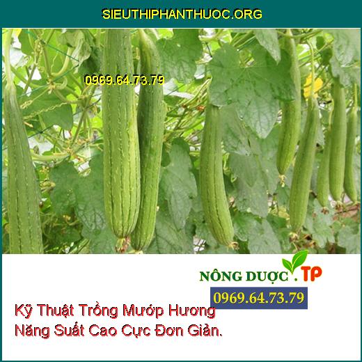 Kỹ Thuật Trồng Mướp Hương Năng Suất Cao Cực Đơn Giản.