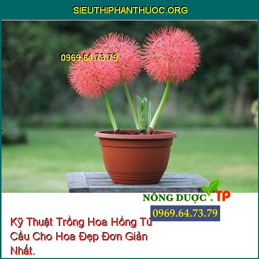 Kỹ Thuật Trồng Hoa Hồng Tú Cầu Cho Hoa Đẹp Đơn Giản Nhất.