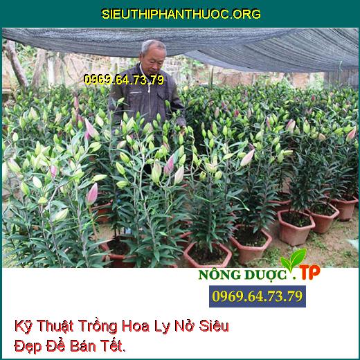 Kỹ Thuật Trồng Hoa Ly Nở Siêu Đẹp Để Bán Tết.