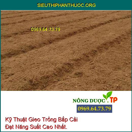 Kỹ Thuật Gieo Trồng Bắp Cải Đạt Năng Suất Cao Nhất.