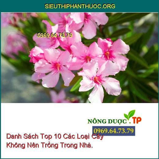 Danh Sách Top 10 Các Loại Cây Không Nên Trồng Trong Nhà.