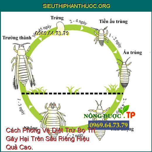 Cách Phòng Và Diệt Trừ Bọ Trĩ Gây Hại Trên Sầu Riêng Hiệu Quả Cao.