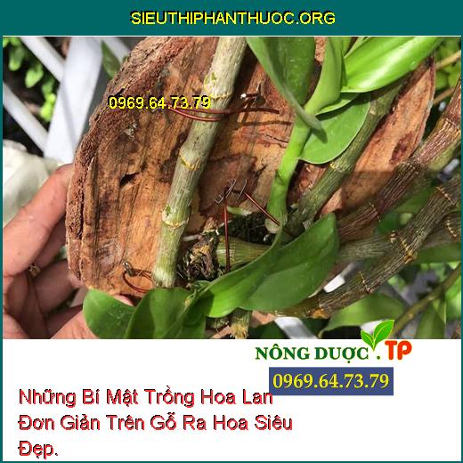 Những Bí Mật Trồng Hoa Lan Đơn Giản Trên Gỗ Ra Hoa Siêu Đẹp.