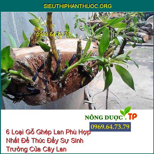 6 Loại Gỗ Ghép Lan Phù Hợp Nhất Để Thúc Đẩy Sự Sinh Trưởng Của Cây Lan