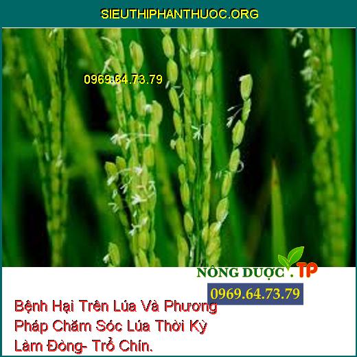 Bệnh Hại Trên Lúa Và Phương Pháp Chăm Sóc Lúa Thời Kỳ Làm Đòng- Trổ Chín.