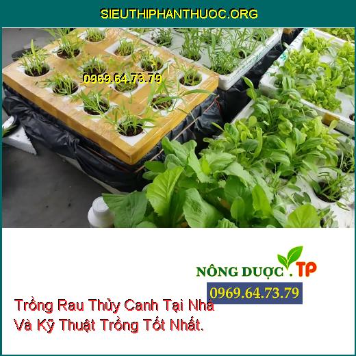 Trồng Rau Thủy Canh Tại Nhà Và Kỹ Thuật Trồng Tốt Nhất.