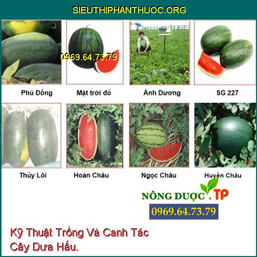 Kỹ Thuật Trồng Và Canh Tác Cây Dưa Hấu.