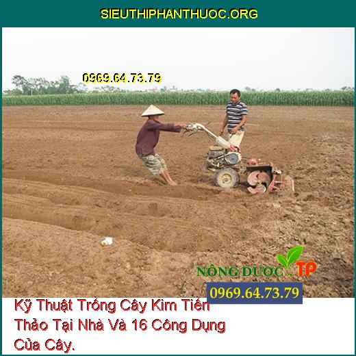 Kỹ Thuật Trồng Cây Kim Tiền Thảo Tại Nhà Và 16 Công Dụng Của Cây.