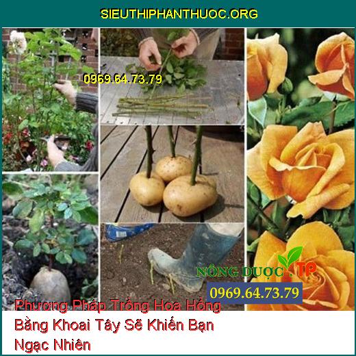 Phương Pháp Trồng Hoa Hồng Bằng Khoai Tây Sẽ Khiến Bạn Ngạc Nhiên 