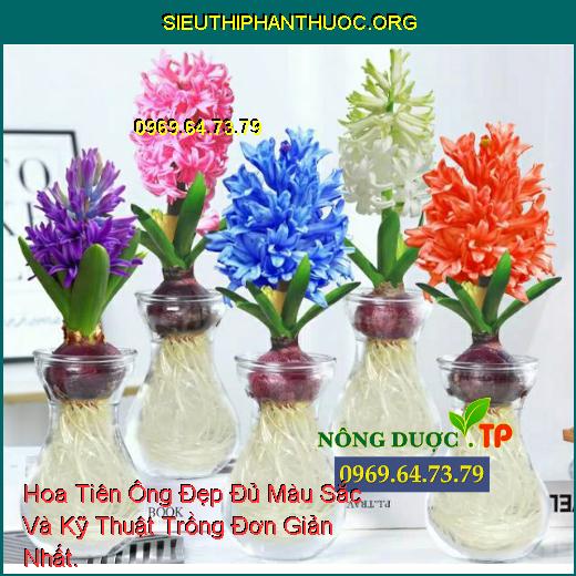 Hoa Tiên Ông Đẹp Đủ Màu Sắc Và Kỹ Thuật Trồng Đơn Giản Nhất.