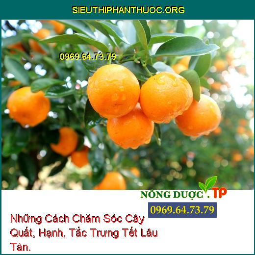 Những Cách Chăm Sóc Cây Quất, Hạnh, Tắc Trưng Tết Lâu Tàn.