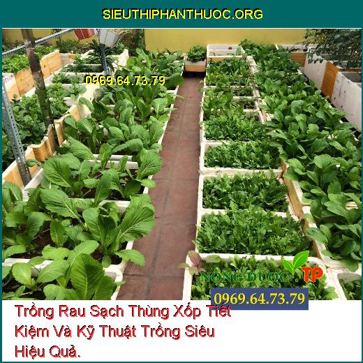 Trồng Rau Sạch Thùng Xốp Tiết Kiệm Và Kỹ Thuật Trồng Siêu Hiệu Quả.